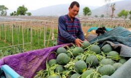 沂南吃瓜群众是谁,一场民间舆论的风暴