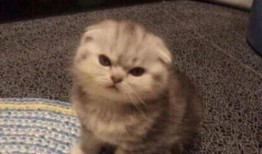 吃瓜群众猫咪萌宠视频,吃瓜群众眼中的猫咪美食盛宴