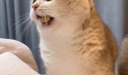 吃瓜群众壁纸猫咪,萌态十足壁纸赏析