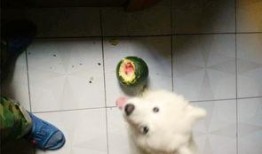 萨摩耶吃瓜群众,揭秘狗狗界的“八卦达人”