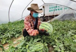 吃瓜群众享口福是真的吗