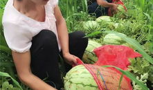 春天群众吃瓜画,群众共享的甜蜜时光