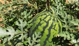 吃瓜群众集合了西瓜熟了,西瓜熟了，丰收季来临