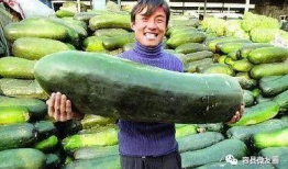 像极了爱情吃瓜群众一样,揭秘“像极了爱情”瓜田背后的真相