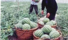 农村西瓜地里吃瓜群众,农村西瓜地里吃瓜群众的欢乐时光