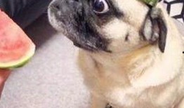 吃瓜群众宝宝拍照图,萌态十足引网友热议