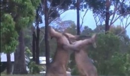 吃瓜群众微笑袋鼠不看,揭秘“吃瓜群众微笑袋鼠不看”背后的故事