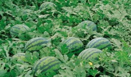 三亩地种枸杞群众吃瓜,群众吃上“瓜果甜”