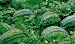 吃瓜群众西瓜产量,揭秘吃瓜群众西瓜产量背后的秘密