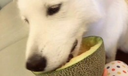 吃瓜群众宠物视频大全