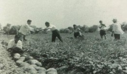 走马村吃瓜群众事件始末,一场网络舆论的风暴与反思