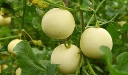 吃瓜群众小甜瓜150,揭秘吃瓜群众的甜蜜生活