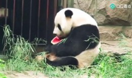 吃瓜群众变胖,揭秘肥胖背后的饮食秘密