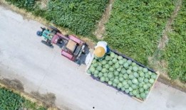 卖西瓜吃瓜群众gif