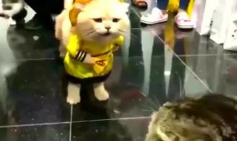 妖猫吃瓜群众视频,揭秘网络热传视频背后的故事