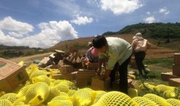 吃瓜群众集合了西瓜熟了,西瓜熟了，丰收季来临